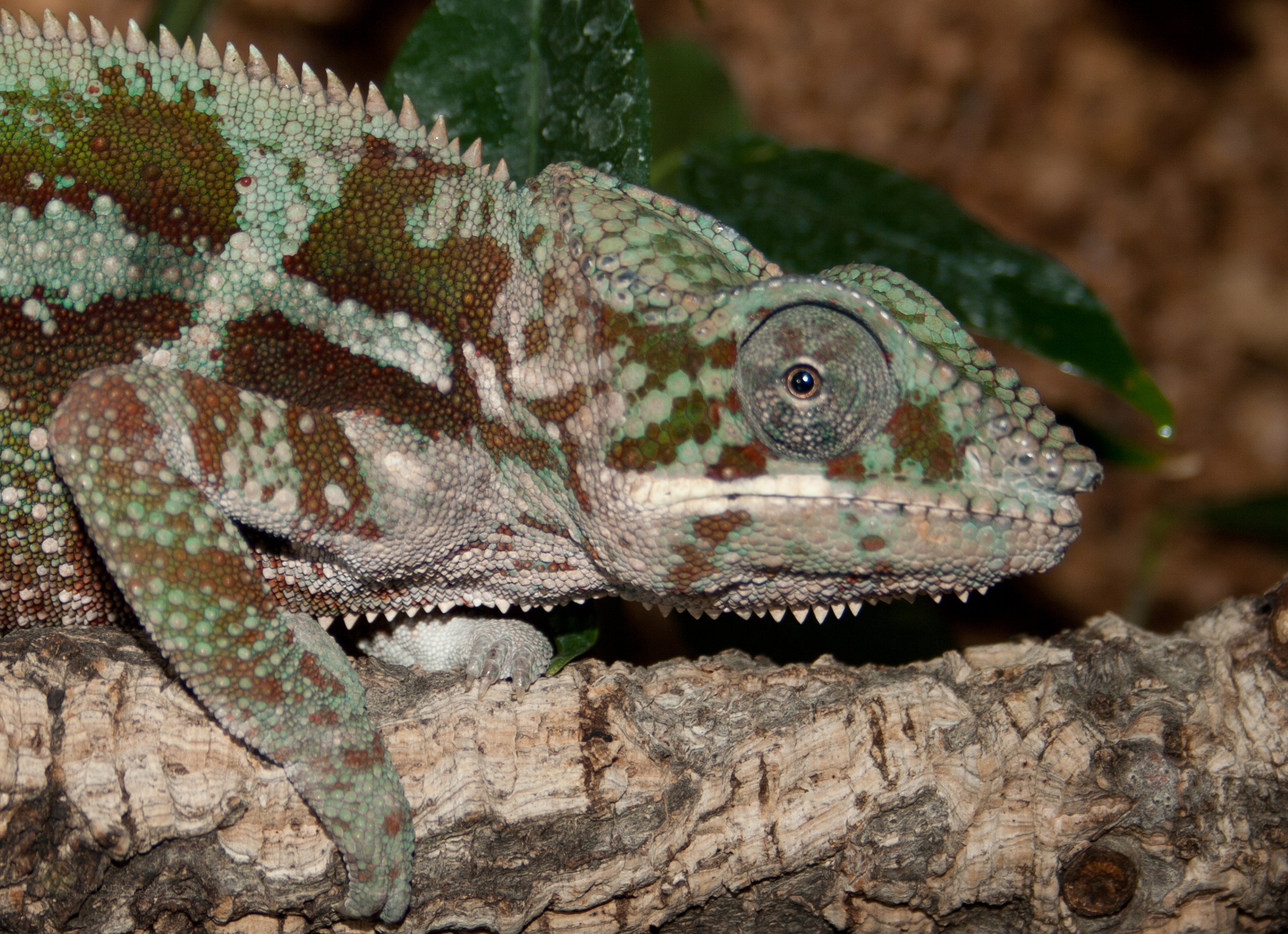 17+ How to look after a chameleon