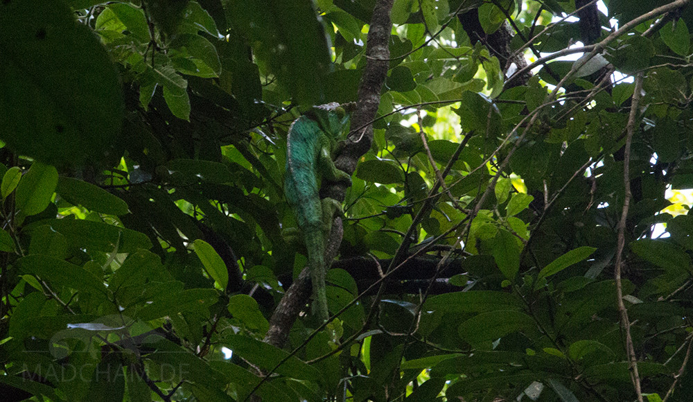 Calumma parsonii green giant