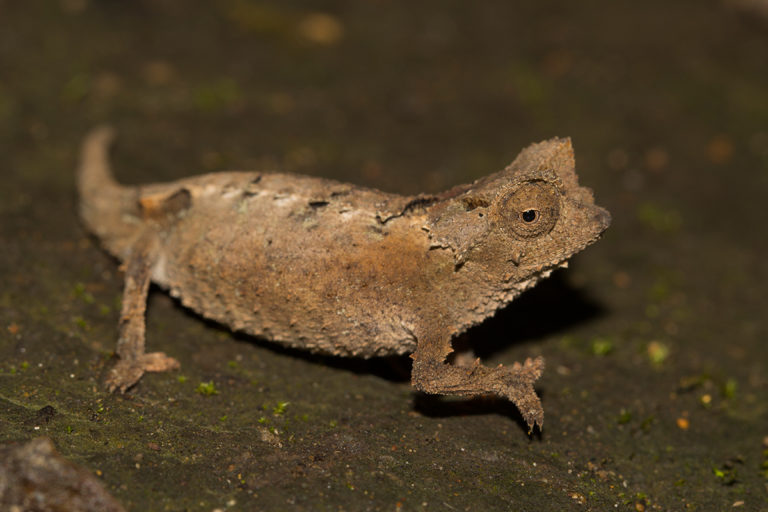 Brookesia brunoi