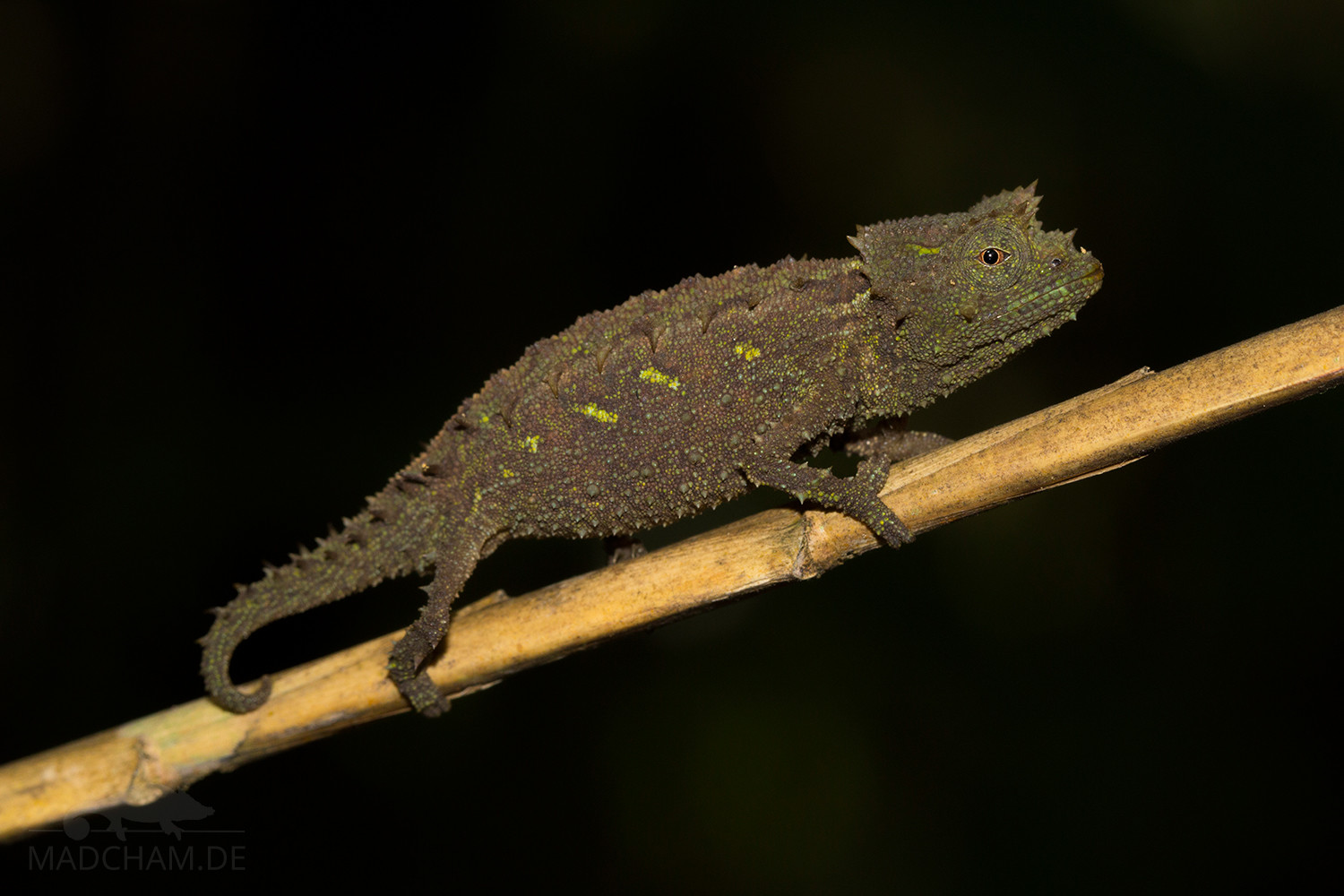 Brookesia vadoni Madcham.de