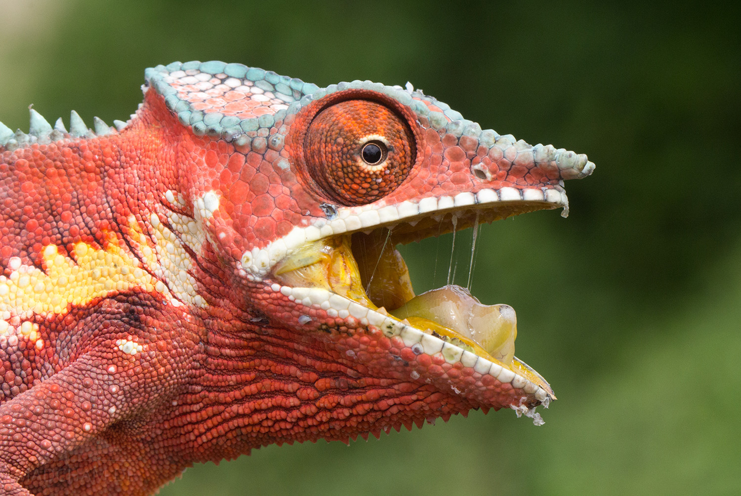Comment Sappelle La Femelle Du Cameleon Comportement de défense et de fuite des caméléons habitant les arbres –  Madcham.de