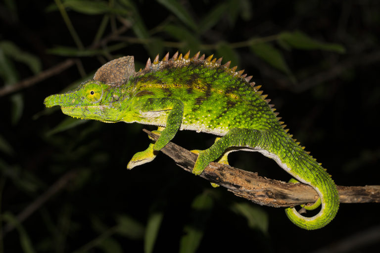 Furcifer antimena male