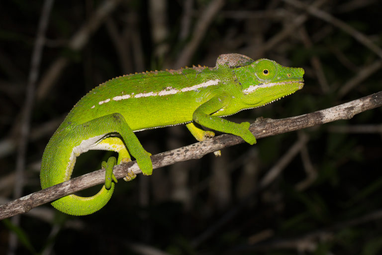 Furcifer belalandaensis