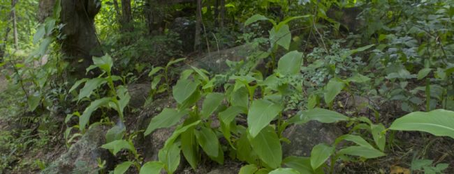 Habitat Brookesia brunoi in Ambalavao 2017