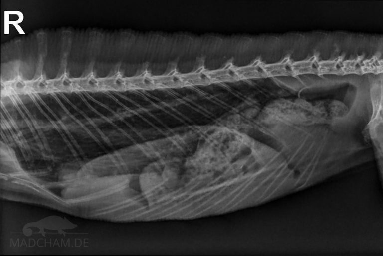 Röntgenbild Coelomhöhle Calumma parsonii