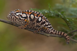 Furcifer lateralis