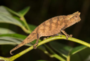 Brookesia superciliaris aus Ranomafana