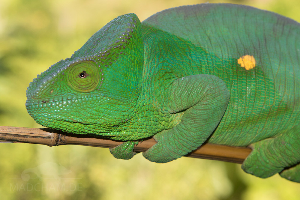 Combien Coute Un Cameleon Madcham De