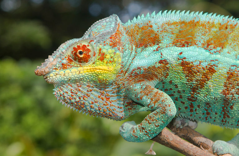 Furcifer pardalis Lokalform Djangoa