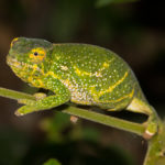 Furcifer willsii aus Mitsinjo, Weibchen, 2016