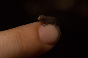 Brookesia micra, Nosy Hara, 2019