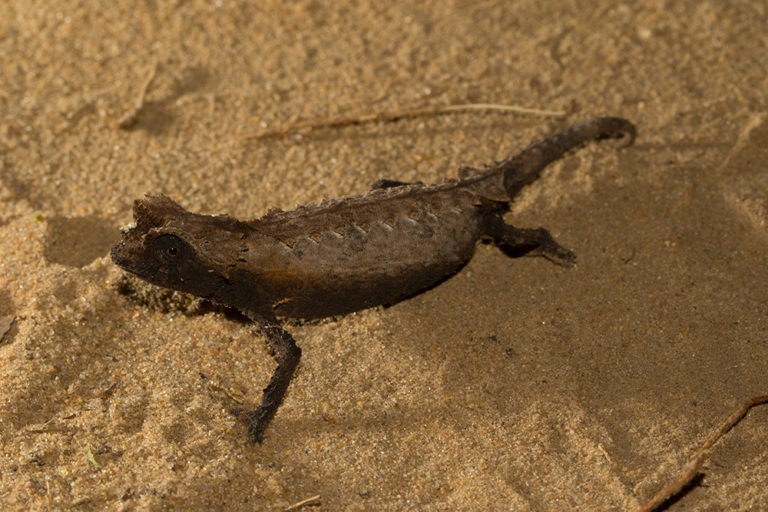 Brookesia brygooi in Isalo 2017