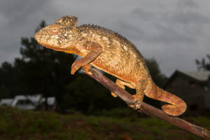 Furcifer oustaleti in Antsirabe 2017