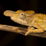 Furcifer rhinoceratus in Ankarafantsika 2017