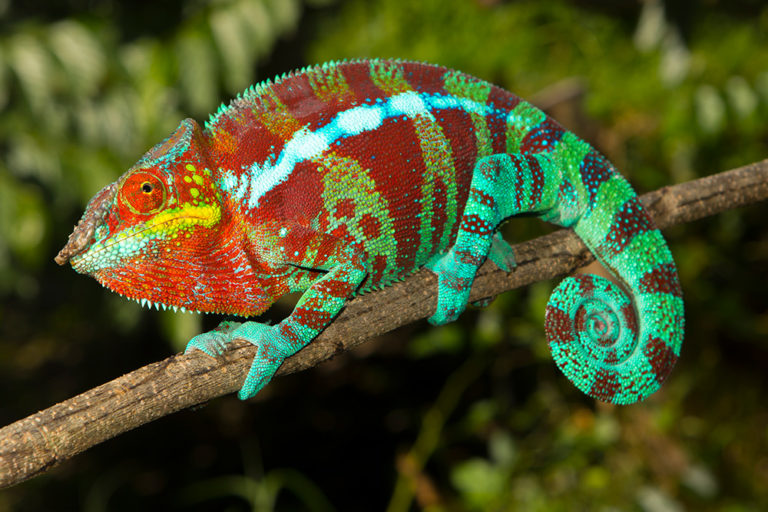 Furcifer pardalis aus Ambanja, Männchen, 2017