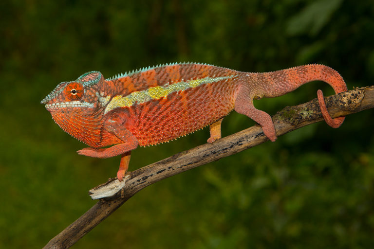Furcifer pardalis aus Ankaramibe, 2017 Männchen
