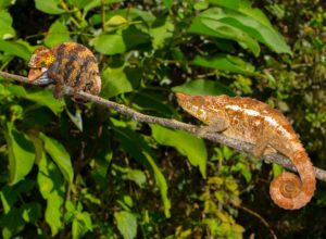 Calumma crypticum Paarung Weibchen droht