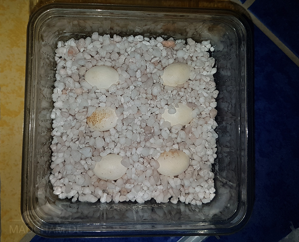 Eiablage Eier gesäubert in Box