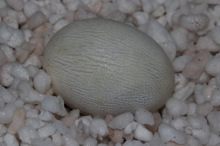Eier Gelege Inkubation