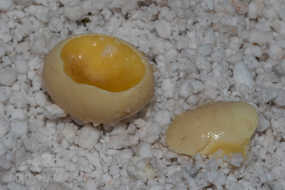 Eier Gelege Inkubation unbefruchtet (1)
