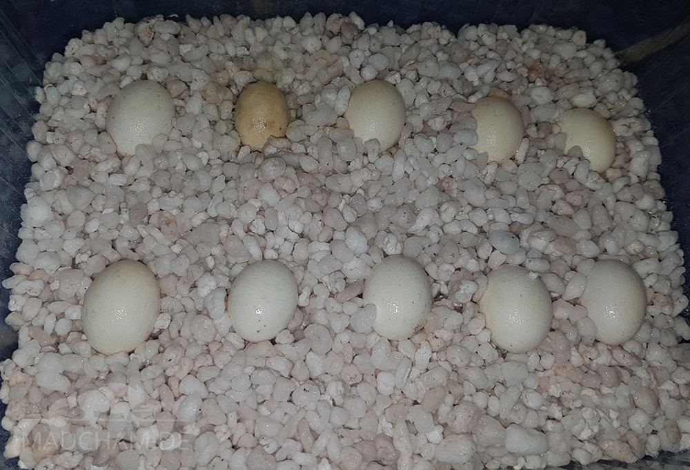 Eier Gelege Inkubation unbefruchtet (4)