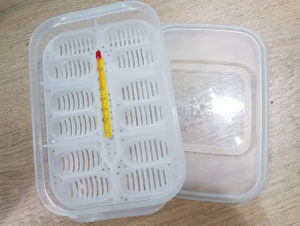 Inkubator Box ohne Substrat