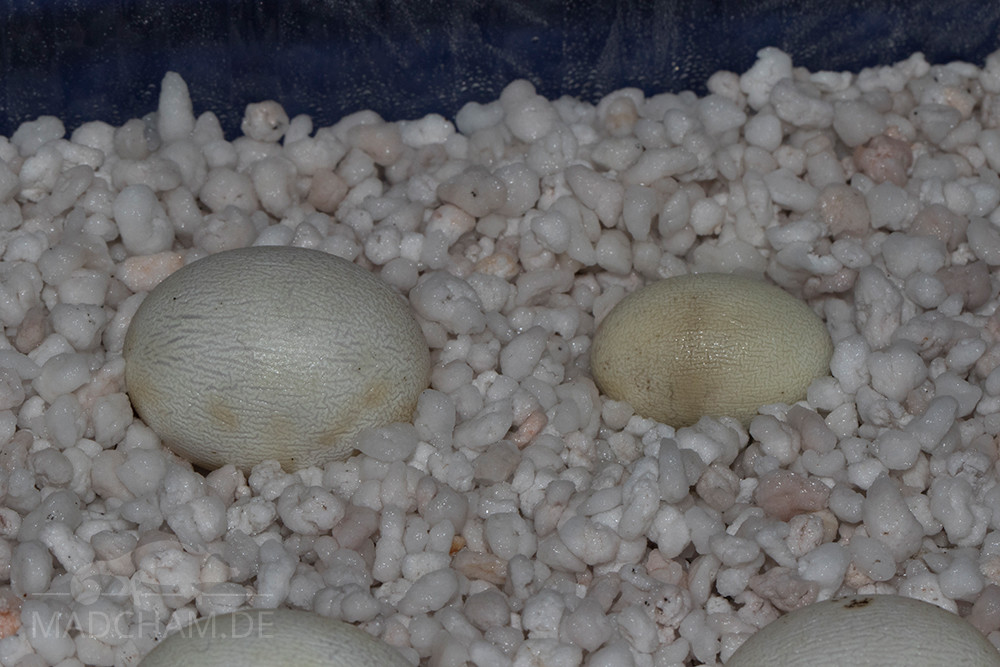 Schlupf eingefallenes Ei neben normal großem