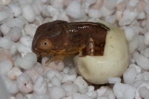 Schlupf geöffnetes Ei mit Jungtier