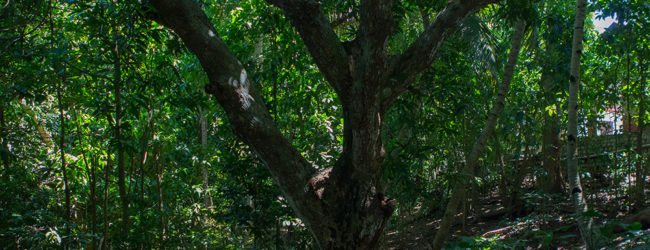 Furcifer pardalis Nosy Tanikely, Habitat, 2019