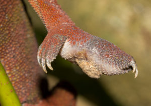 Pododermatitis Furcifer pardalis Marozevo