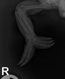 Röntgenbild eines Chamäleon-Armes