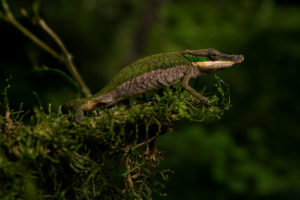 Calumma roaloko male 2019 (2)