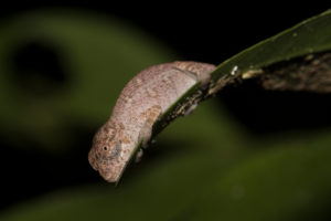 Calumma radamanus, Nosy Mangabe 2015