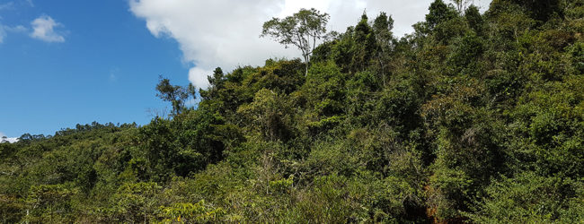 Habitat von Calumma emelinae nahe Moramanga, 2018
