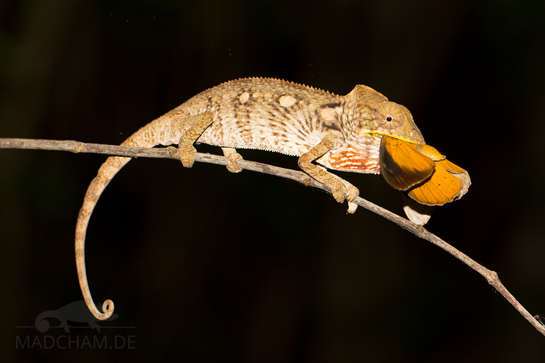 Chameleon food – Madcham.de