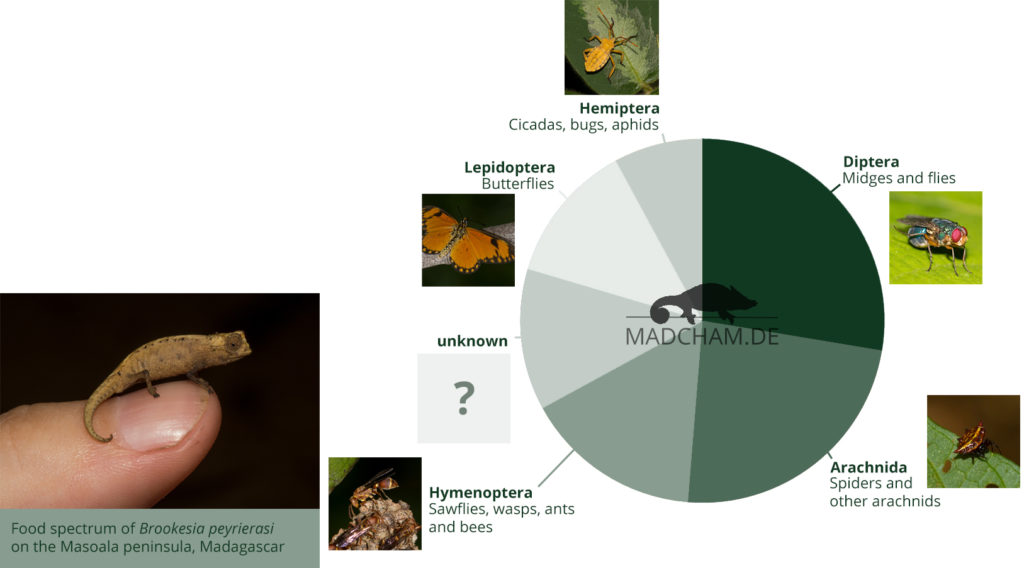 Food spectrum of Brookesia peyrierasi in Masoala