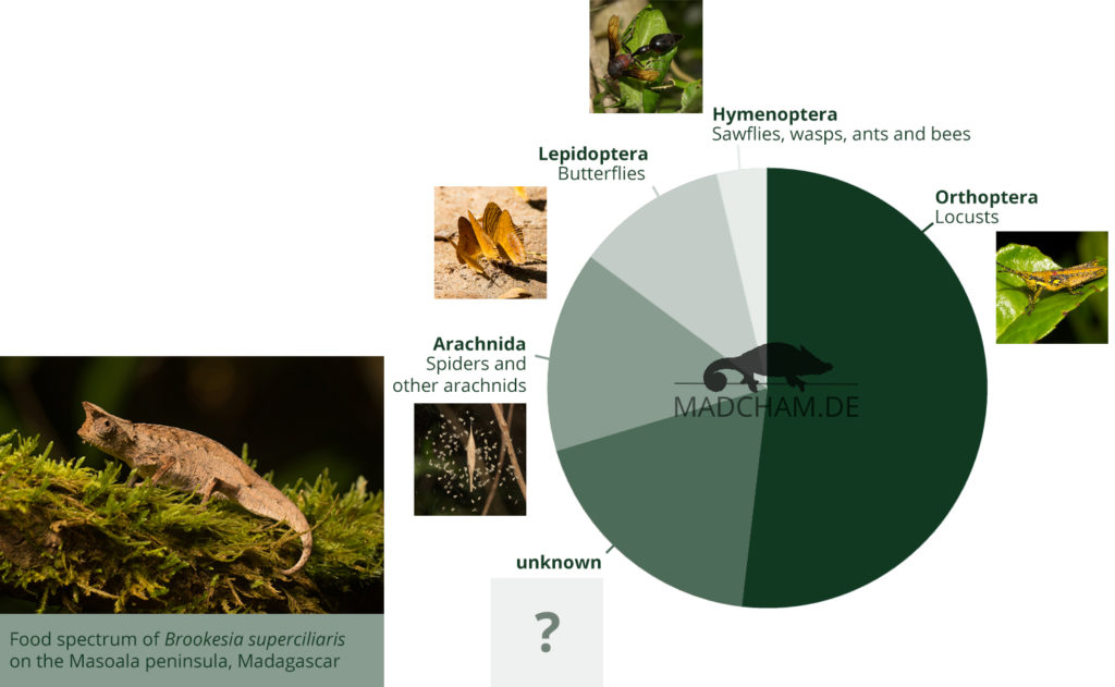 Food spectrum of Brookesia superciliaris in Masoala