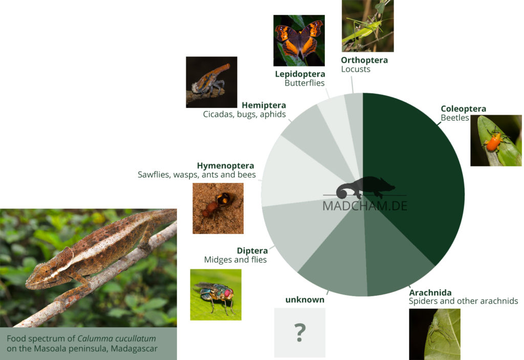 Food spectrum of Calumma cucullatum in Masoala