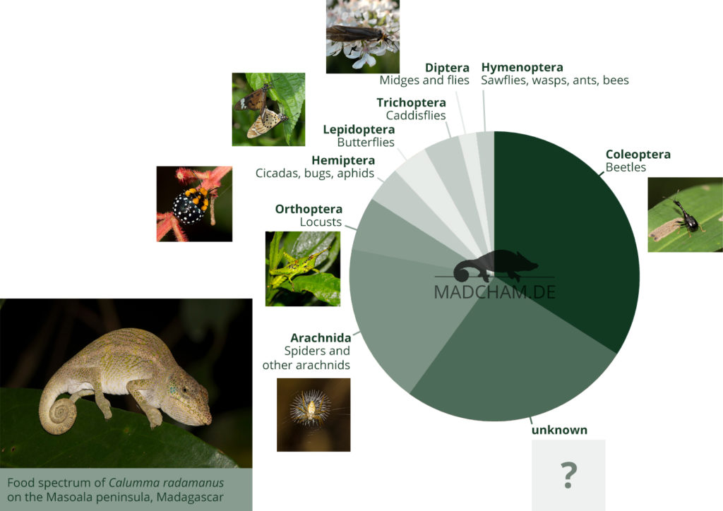 Food spectrum of Calumma radamanus in Masoala