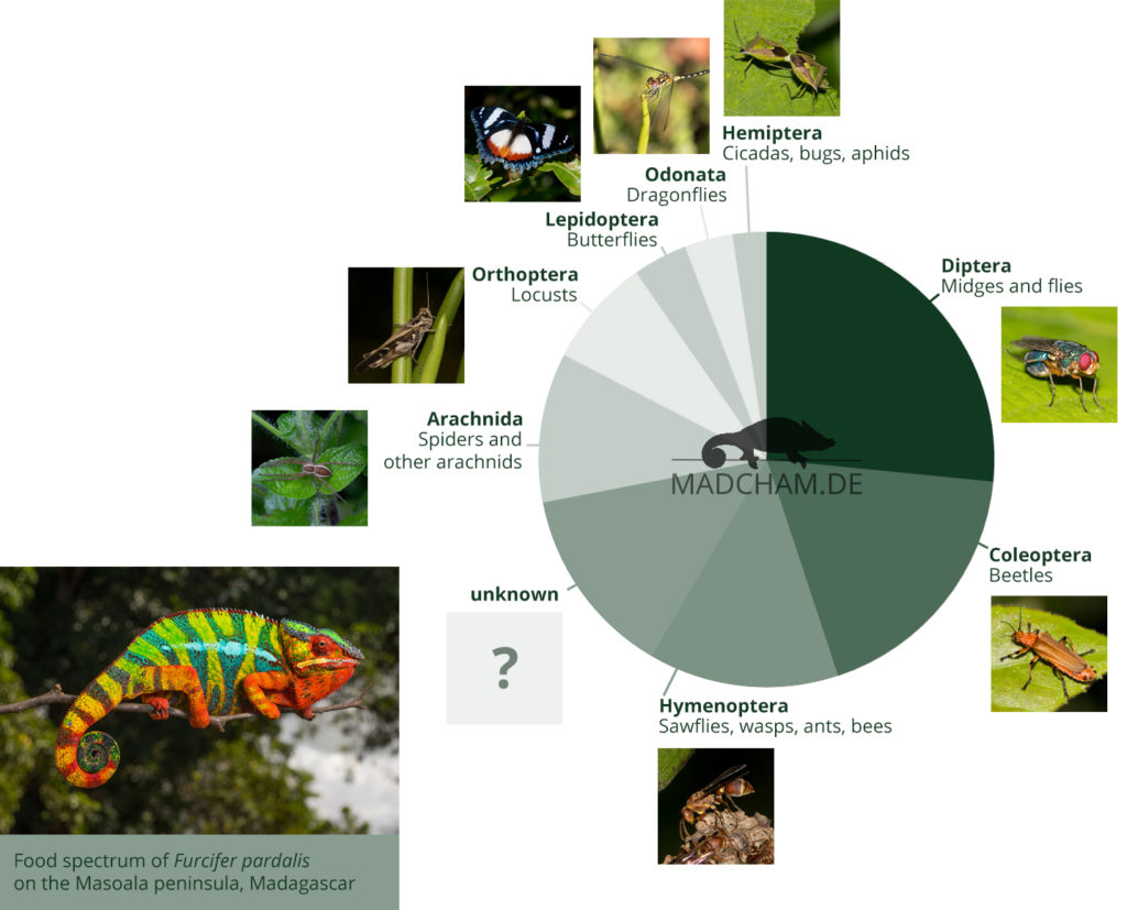 Food spectrum of Furcifer pardalis in Masoala