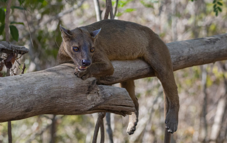 Infos über Madagaskar Madcham.de