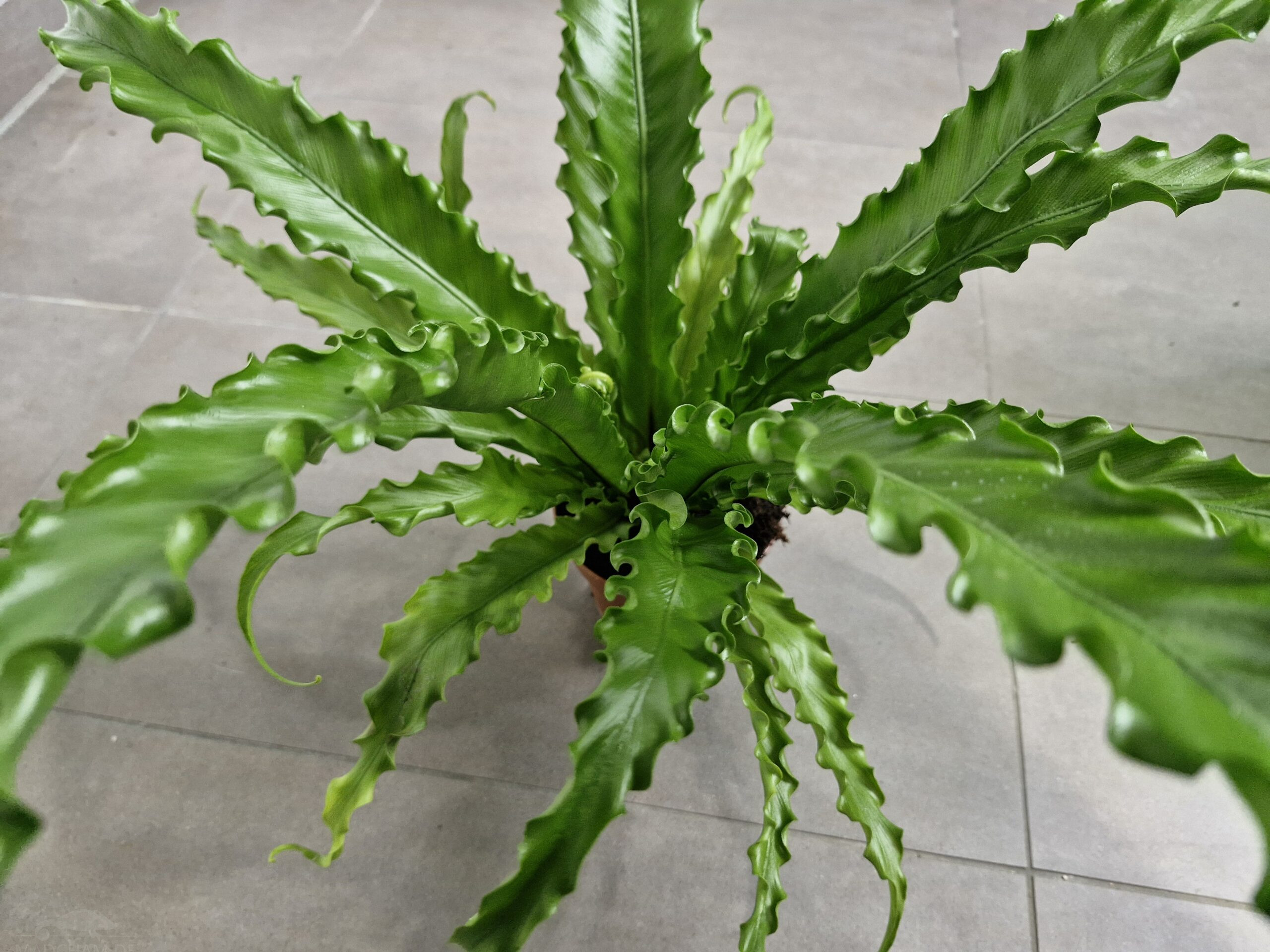Asplenium daucifolium