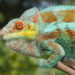 Furcifer pardalis Lokalform Djangoa