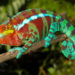 Furcifer pardalis aus Ambanja, Männchen, 2017
